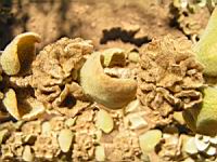 Ballote - Ballota pseudodictamnus (en Corse) (2) (Photo F. Mrugala)